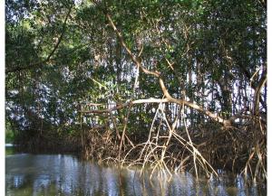 Soure mangrove