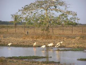 Carmo Water Birds+