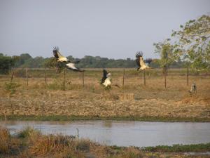 Carmo Water Birds