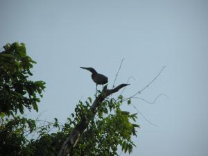 Carmo Water Birds 