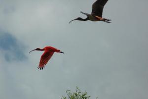 Sanjo Scarlet ibis-
