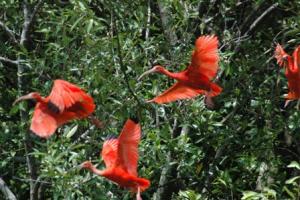 Sanjo Scarlet ibis=