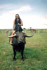 Sanjo bufalo