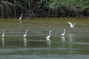 Sanjo egrets