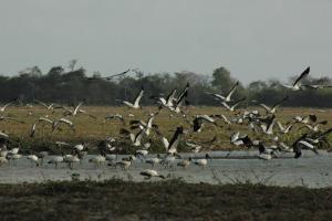 Sanjo flock of water birds