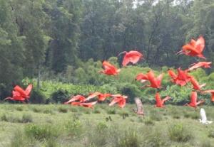 Soure ibis rouges