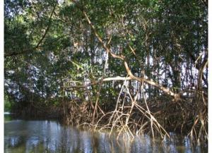 Soure mangrove 