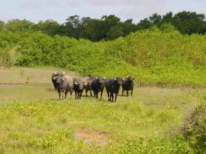 fazenda-et-buffles